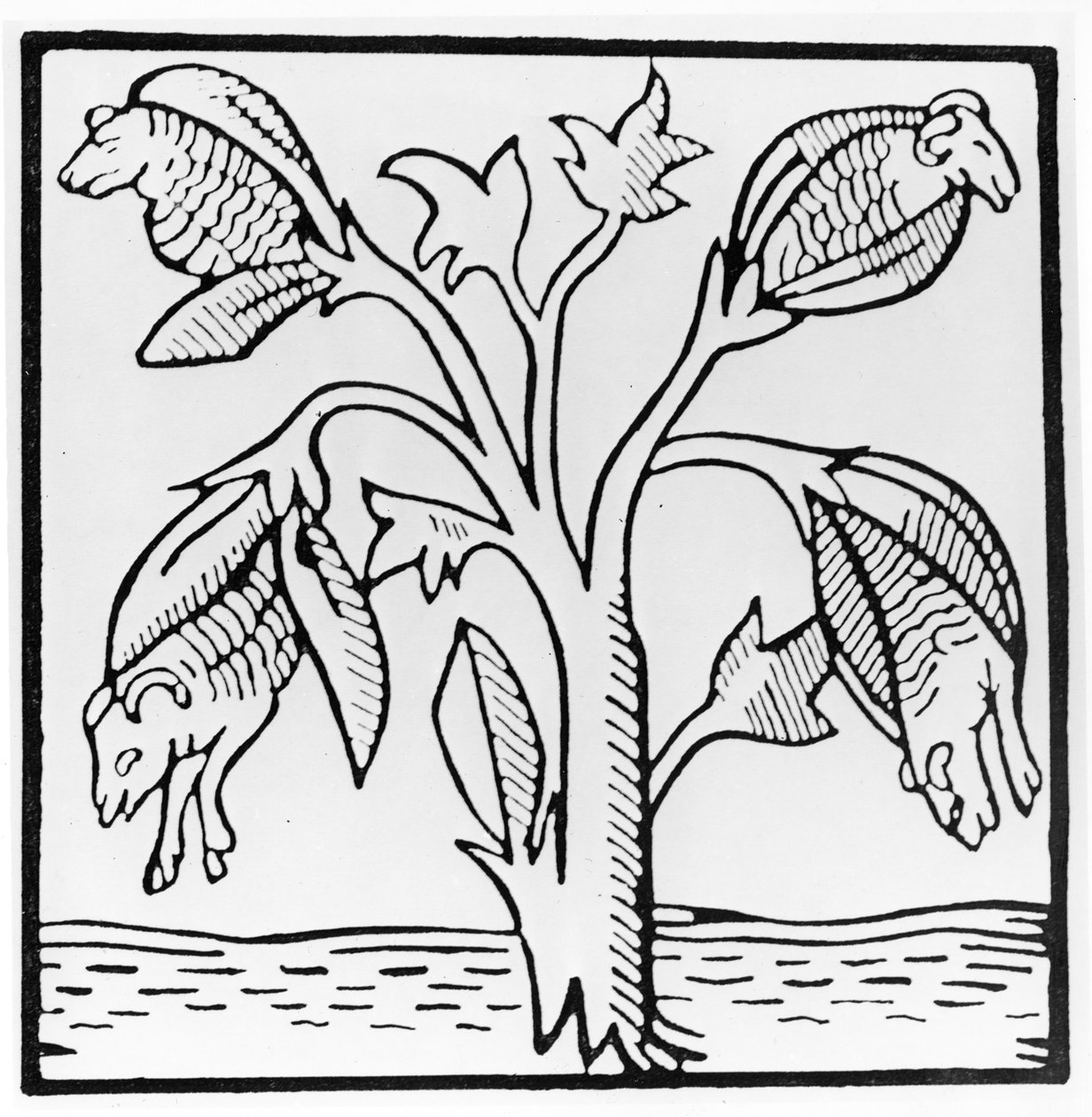 Plante de coton, imaginée par John Mandeville - English School