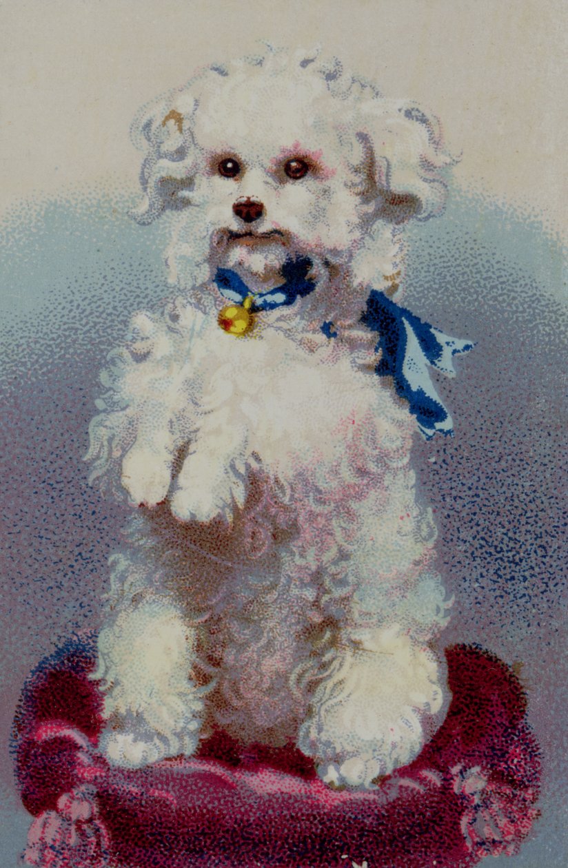 Caniche avec ruban bleu - English School