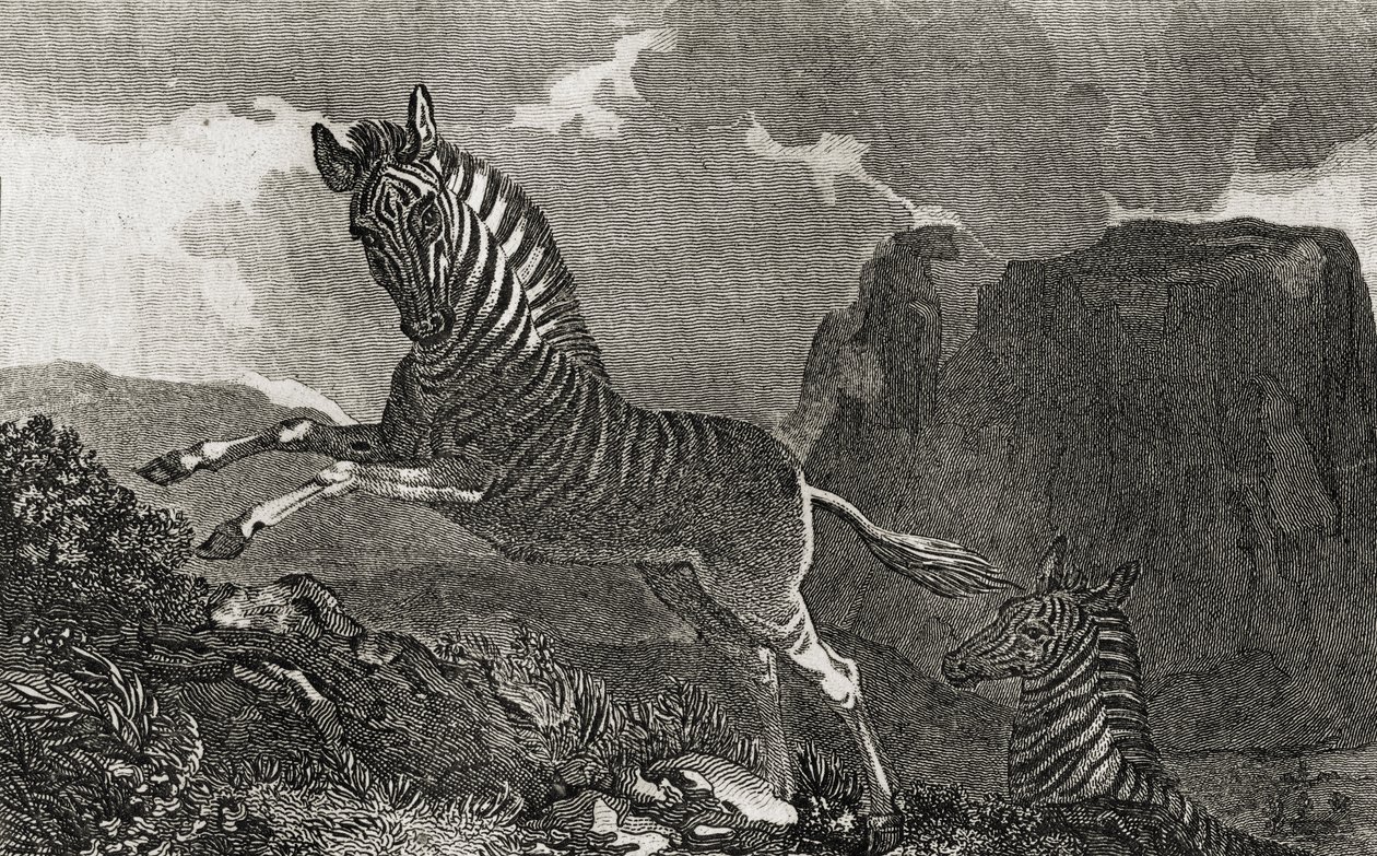Quagga - English School