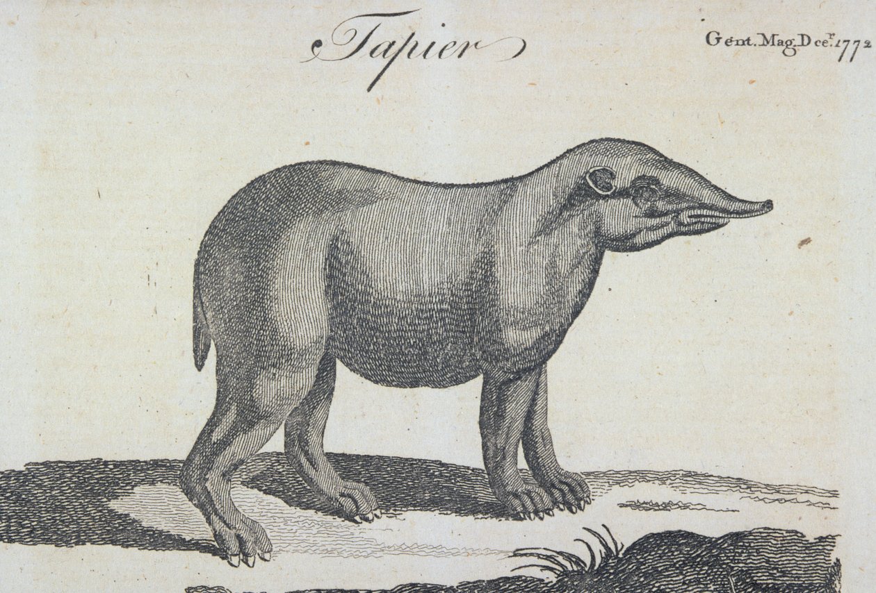 Tapir, de 