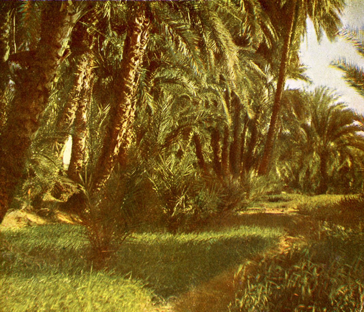 Une palmeraie sur l