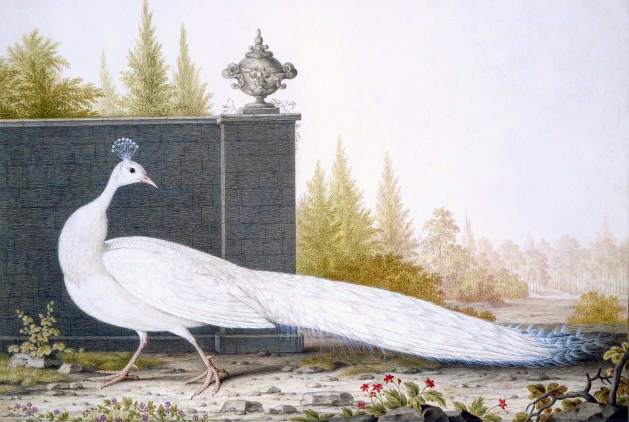 Paonne blanche - English School