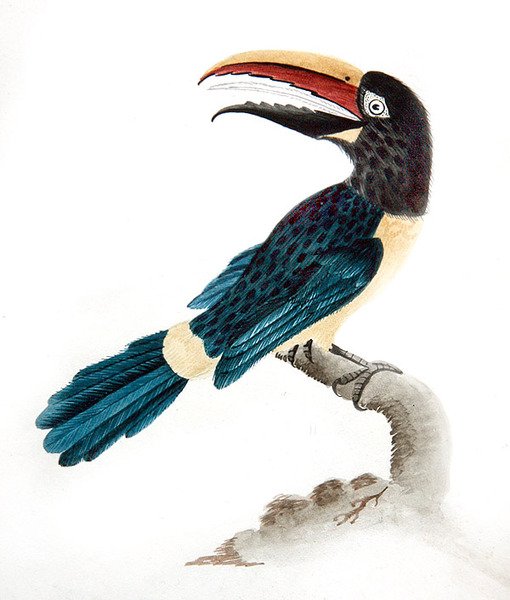 Toucan aracari - English School