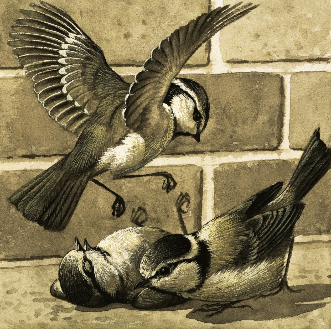 Oiseaux bleus - English School