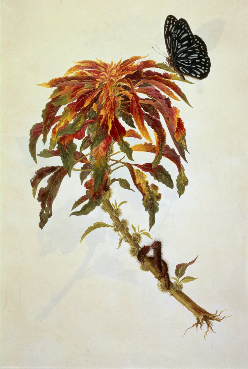 Papillon et chenilles sur une grande plante à fleurs - English School