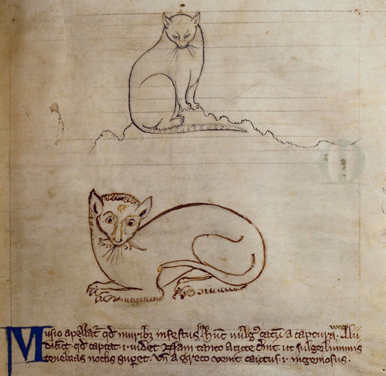CCA-LitMs/D/10 fol. 11r Chat, du Bestiaire - English School