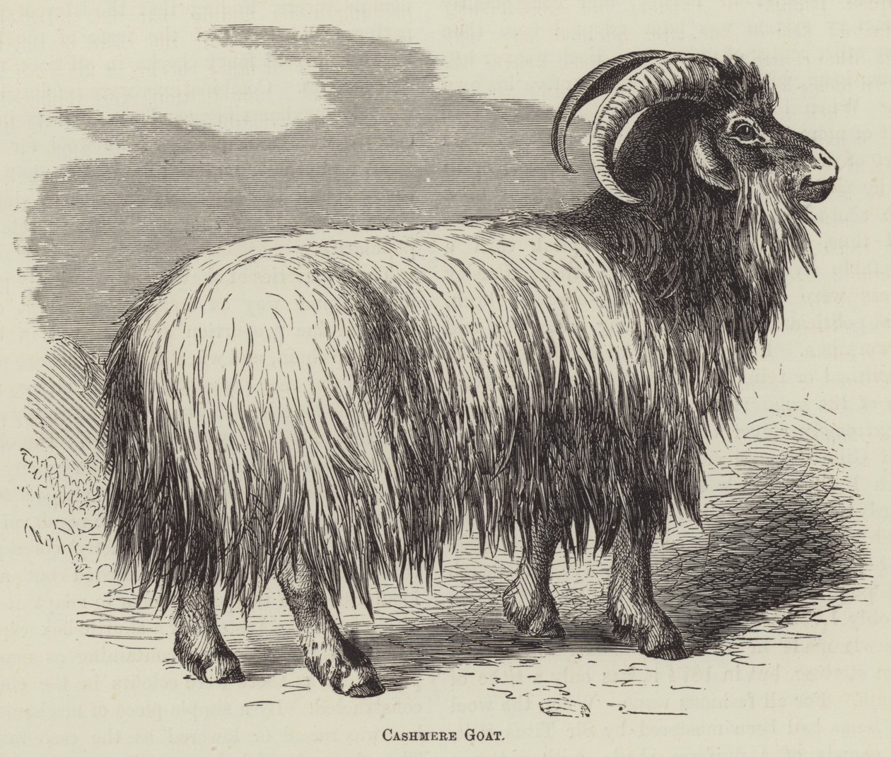 Chèvre cachemire (gravure) - English School