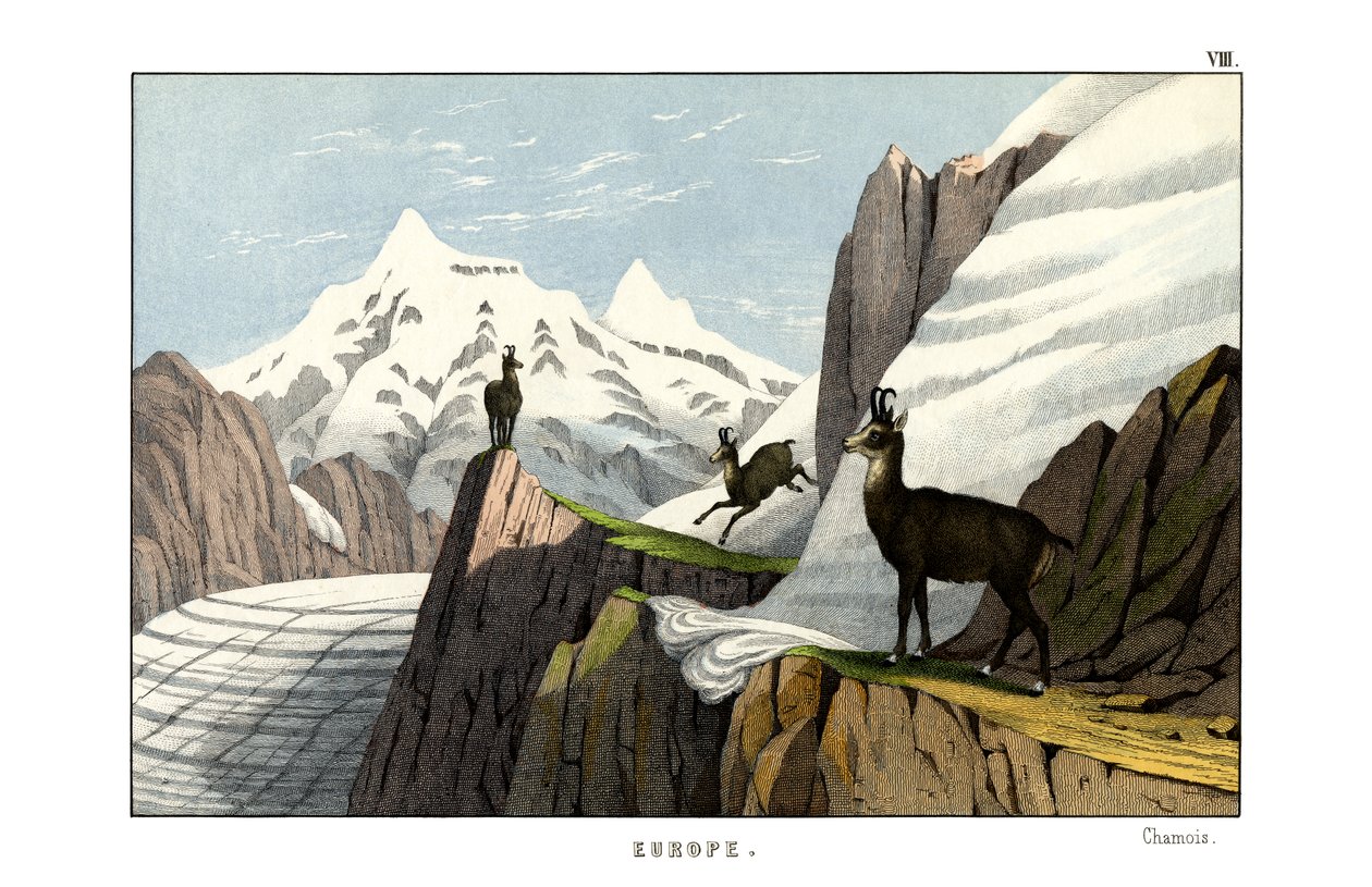 Chamois - English School