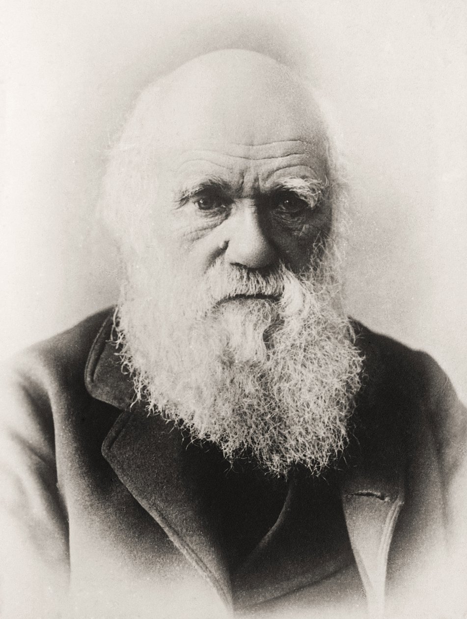 Charles Darwin - English School