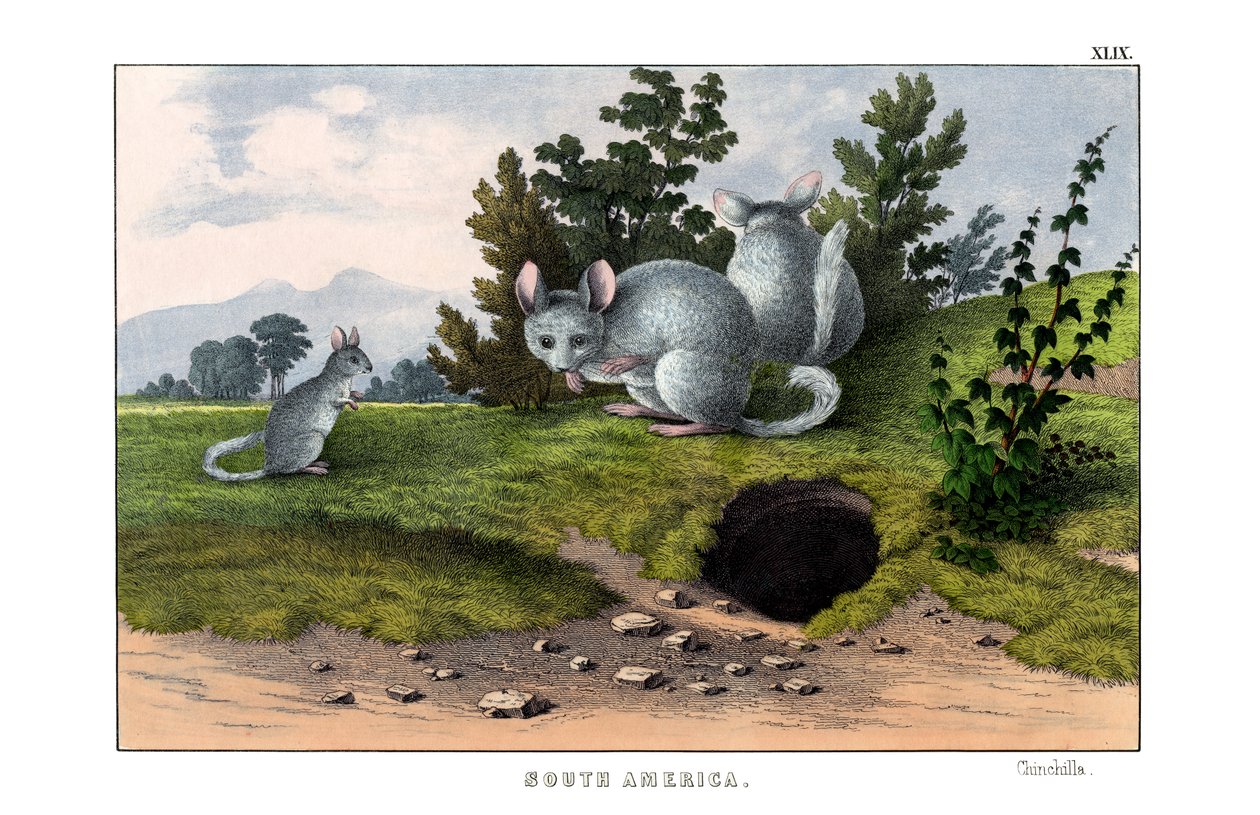 Chinchilla - English School