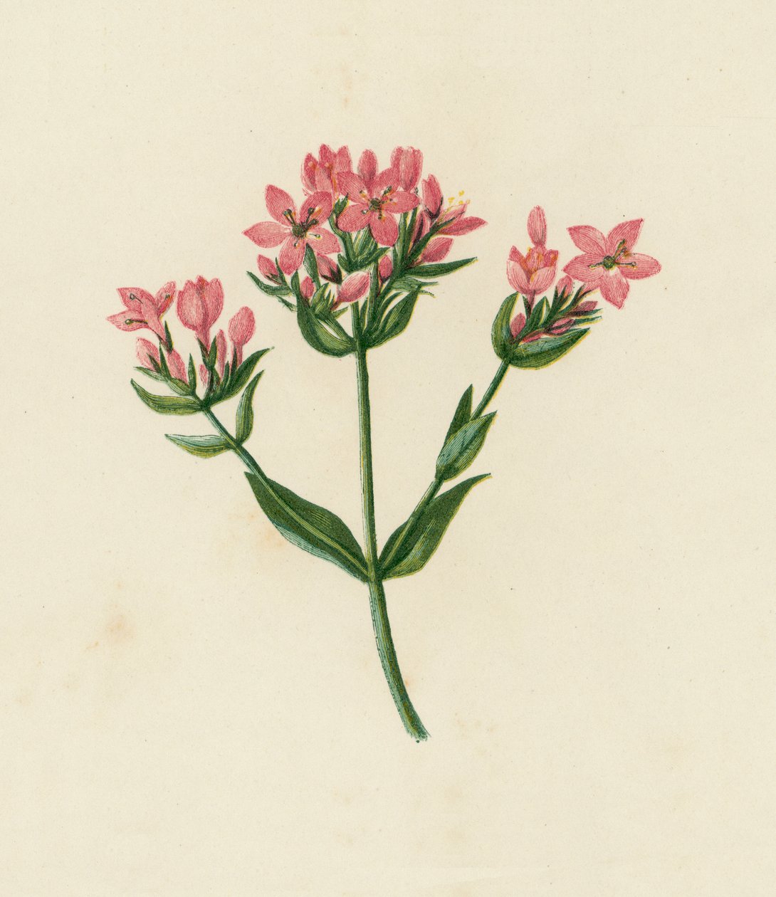 Petite Centaurée, Erythraea Centaurium - English School