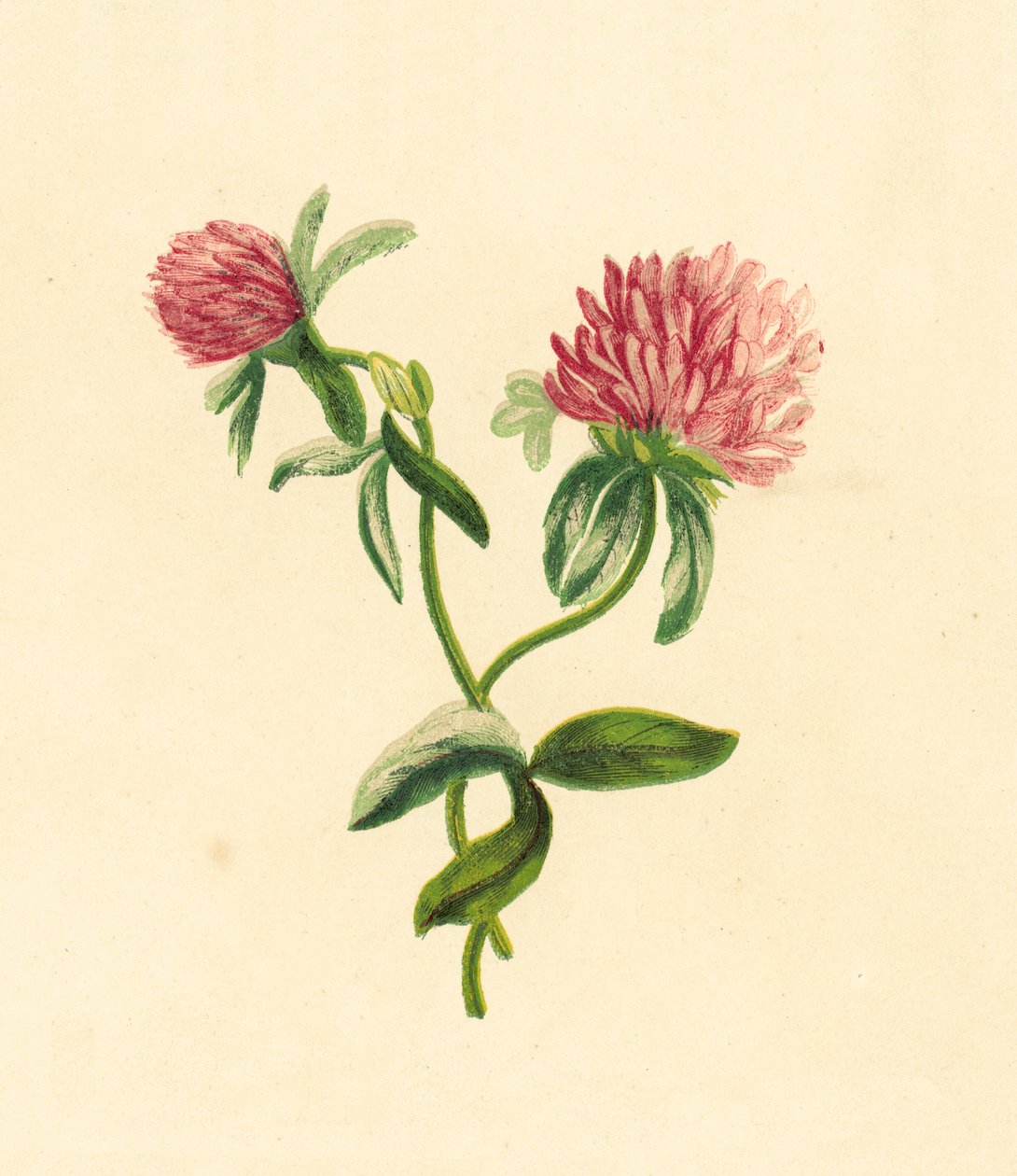 Trèfle pourpre commun, Trifolium Pratense - English School