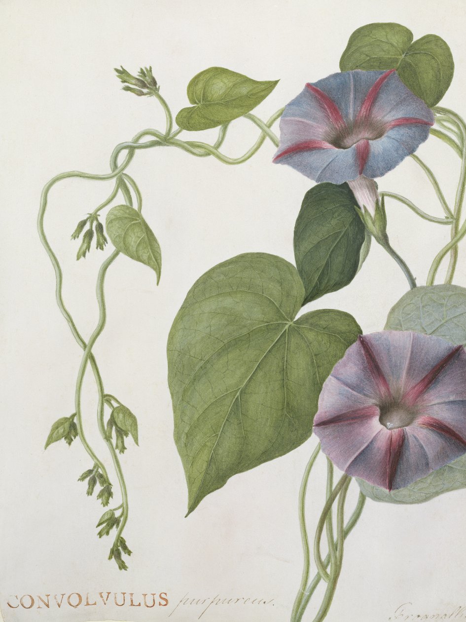 Convolvulus Purpurus - English School