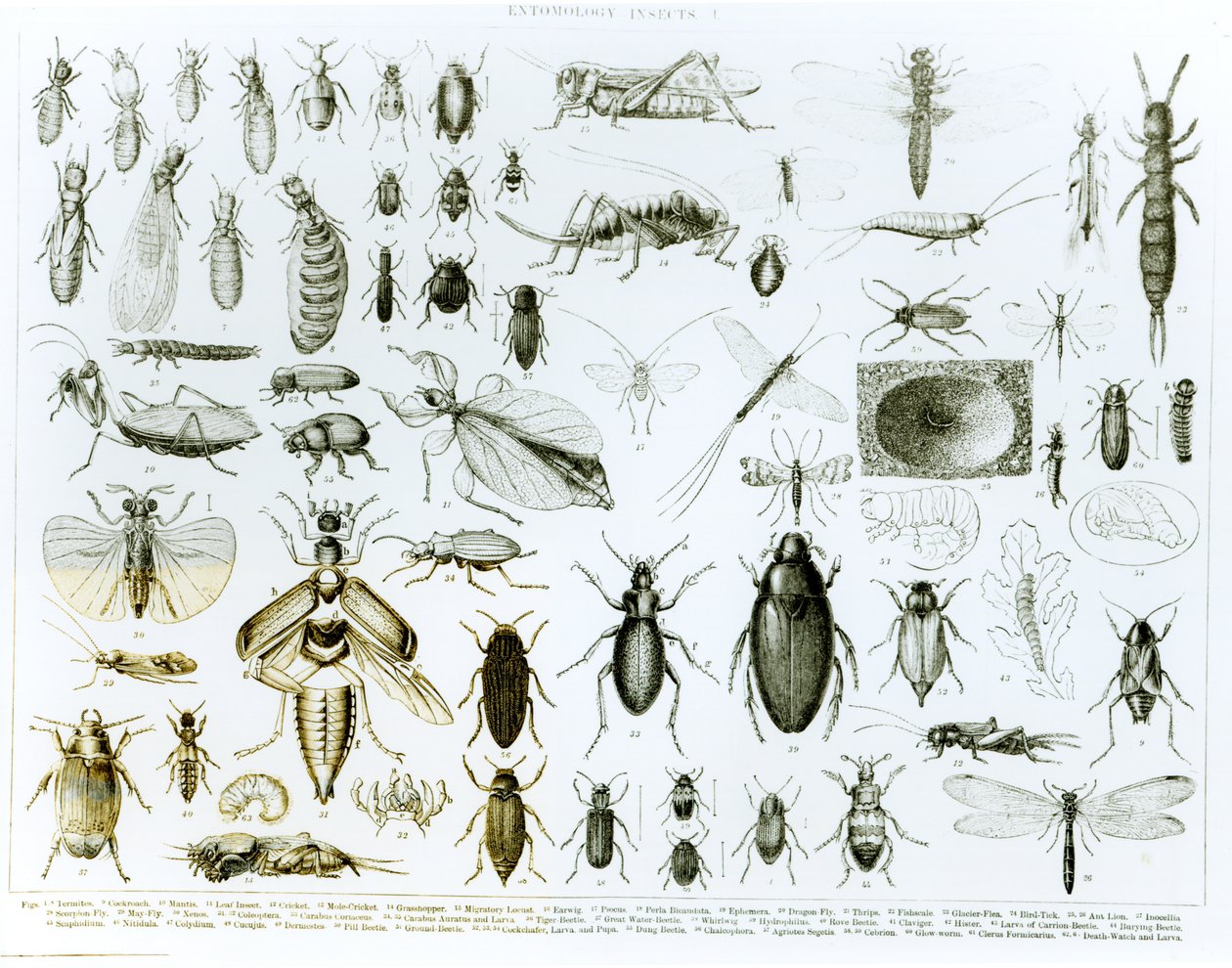 Entomologie Insectes (lithographie) (photo en noir et blanc) - English School