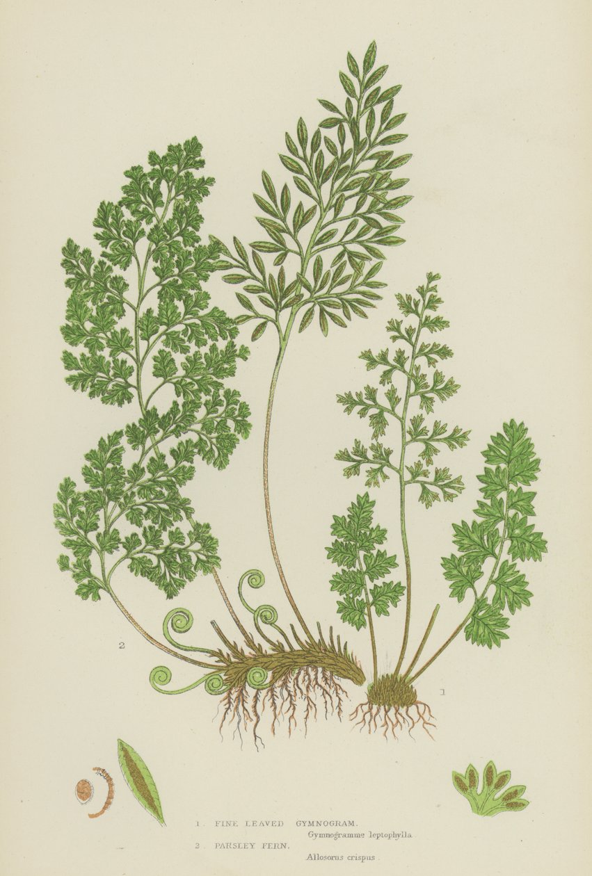 Gymnogramme à feuilles fines, fougère persil (lithographie en couleur) - English School