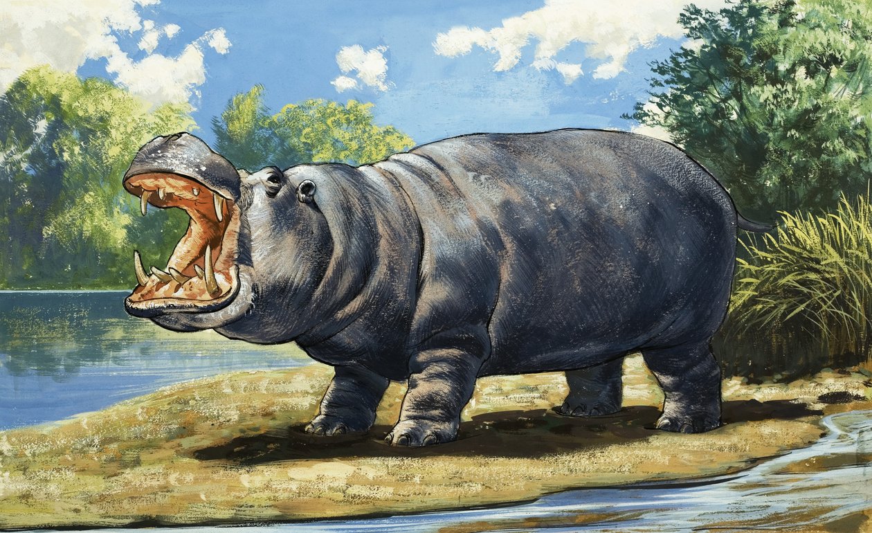 Hippopotame - English School