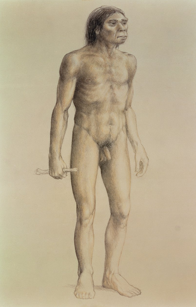 Homo erectus - English School