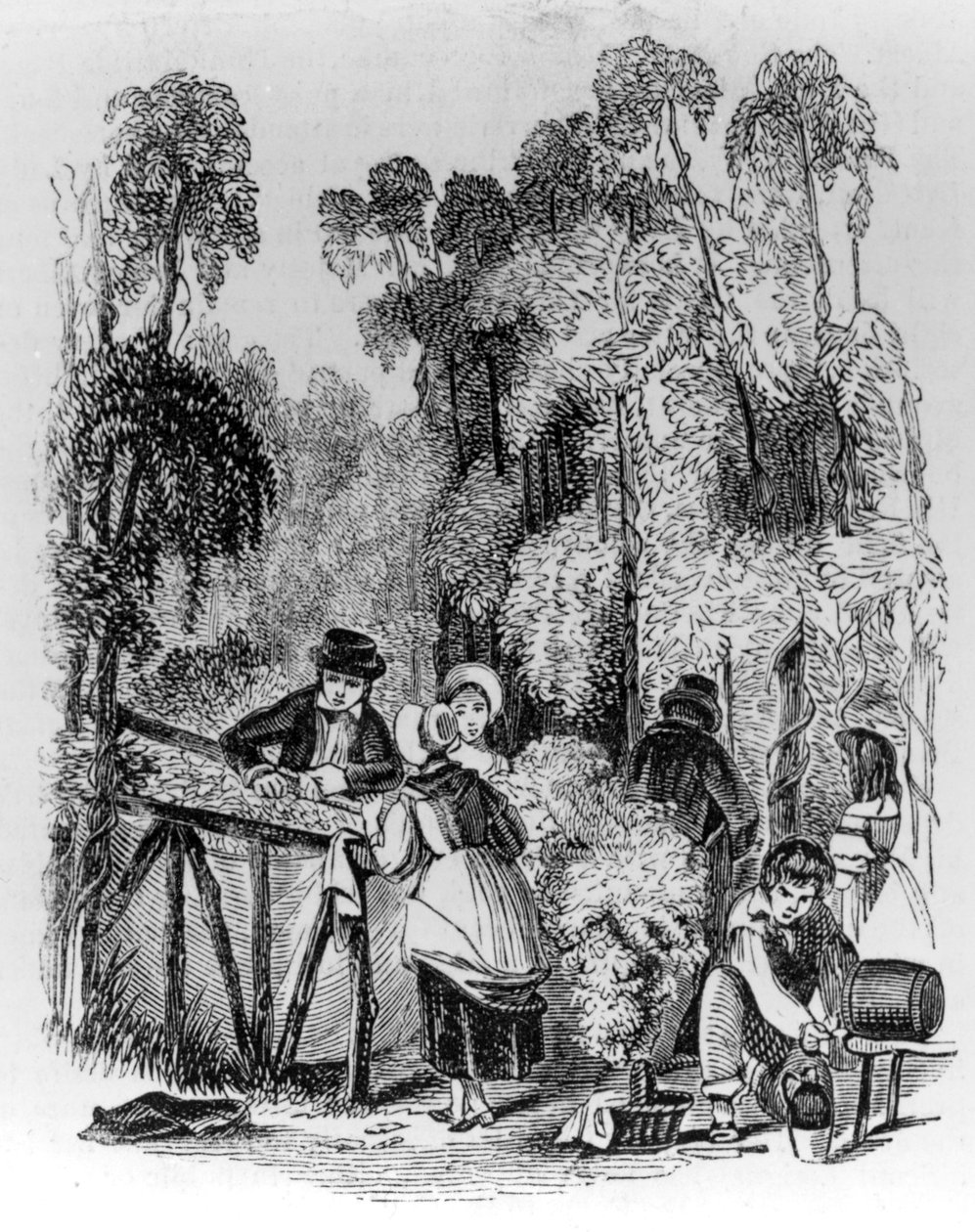 Cueillette du houblon - English School