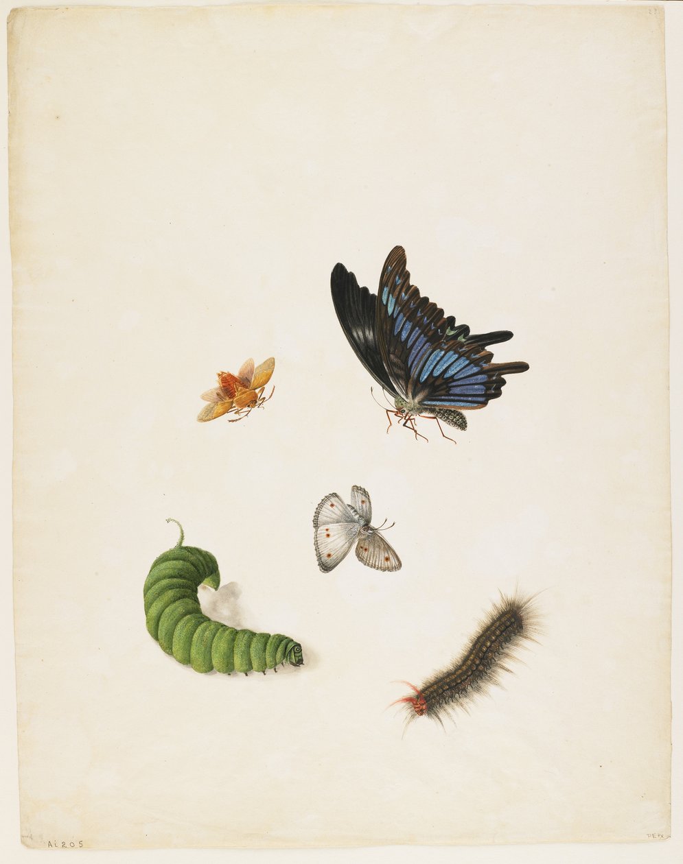 Insectes, c.1805 - English School