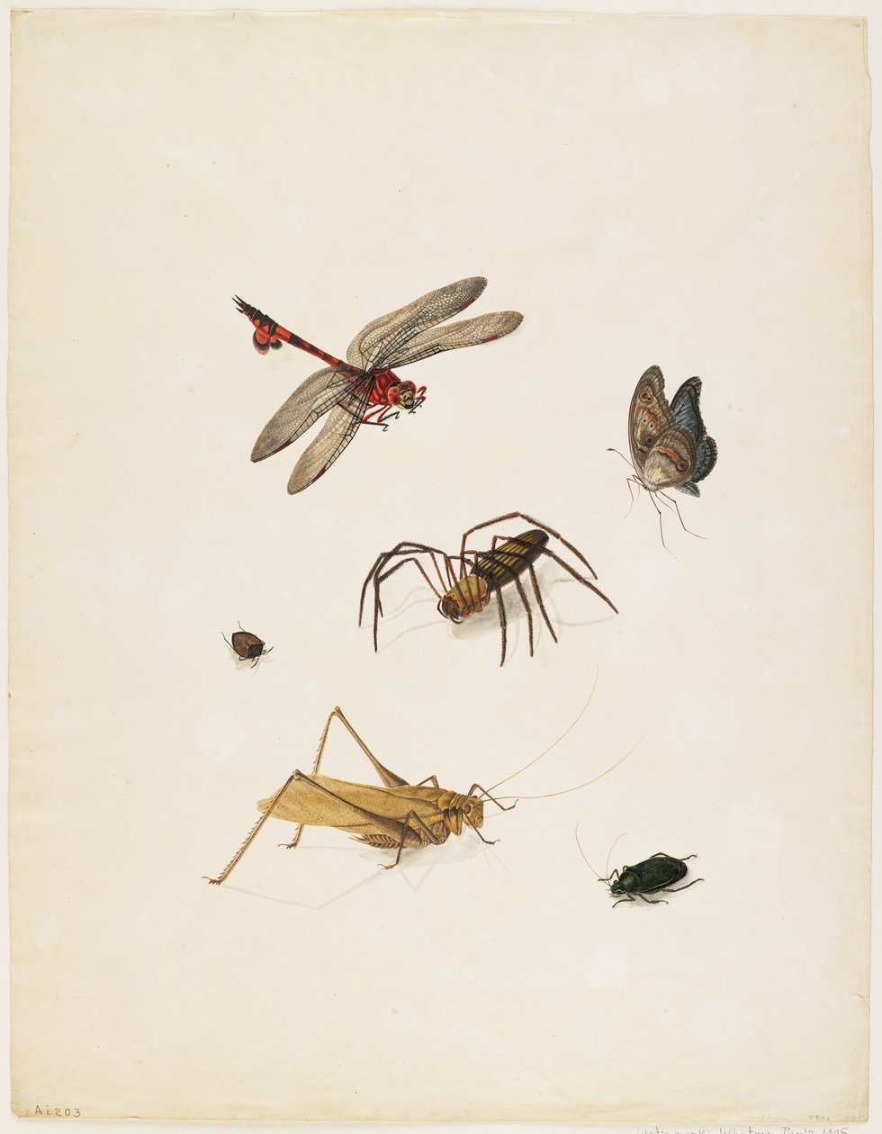 Insectes, c.1805 - English School