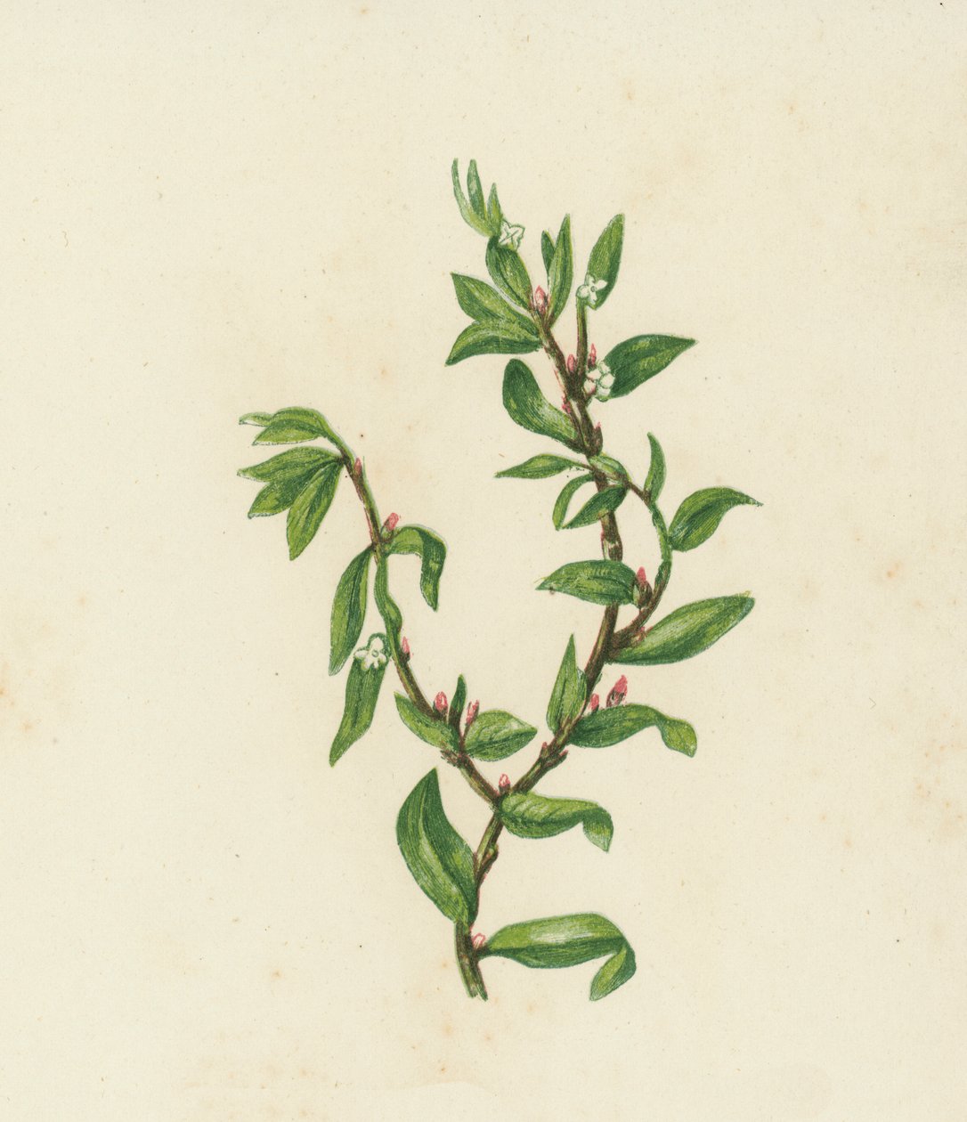 Renouée des oiseaux, Polygonum Aviculare - English School