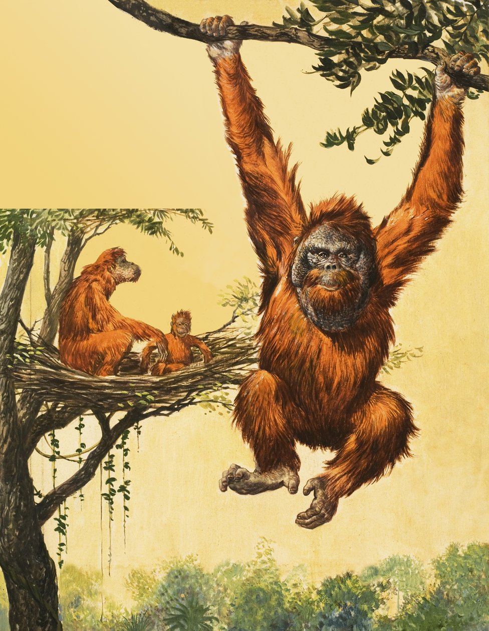 Orangs-outans - English School