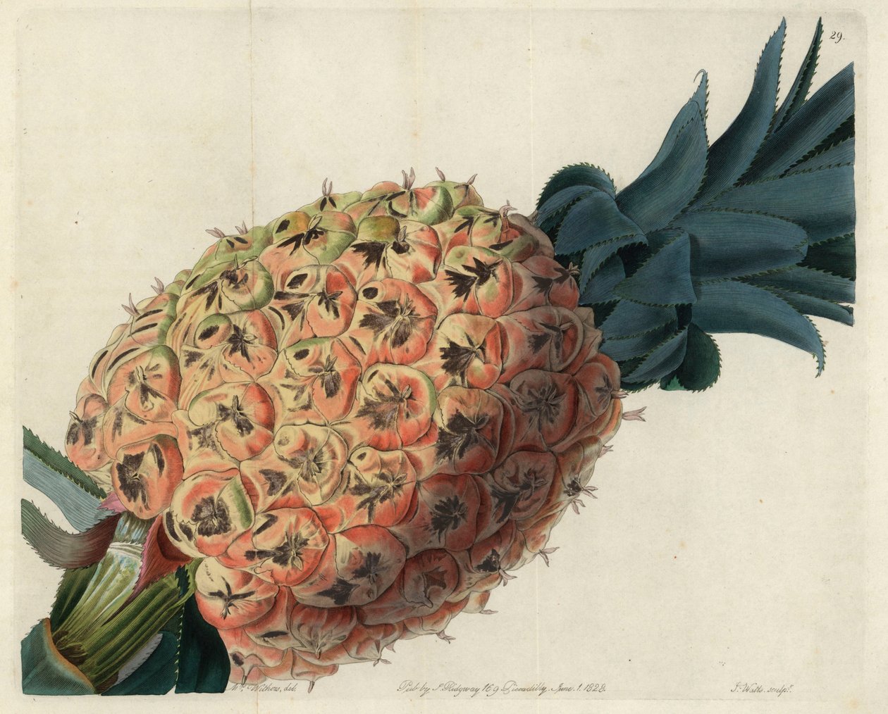 Ananas d