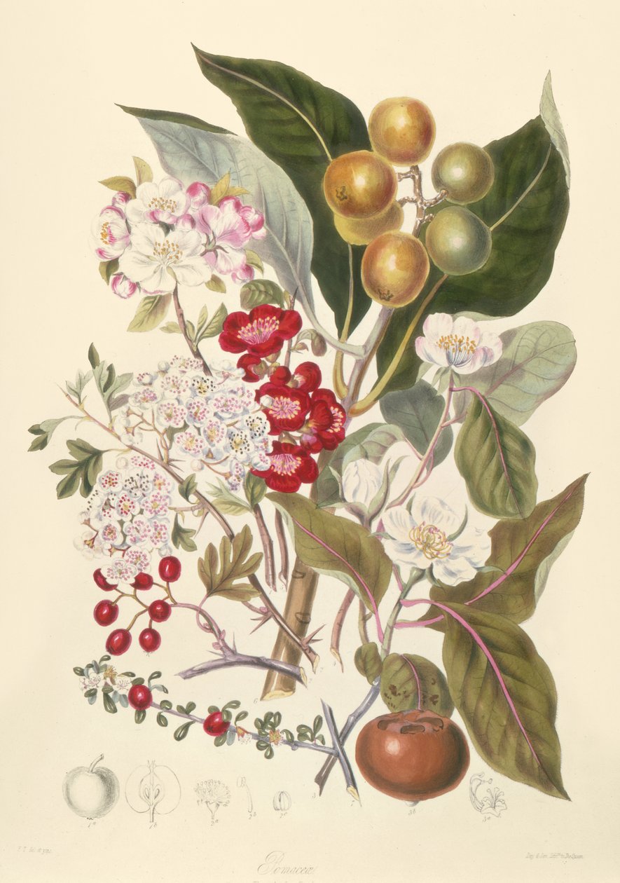 Pomaceae, la tribu des pommes - English School