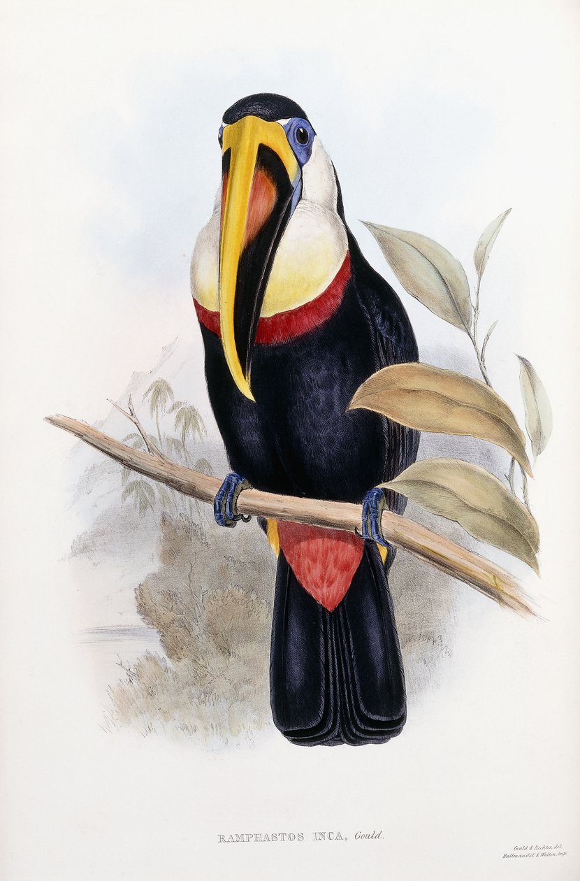 Ramphastos Inca - English School