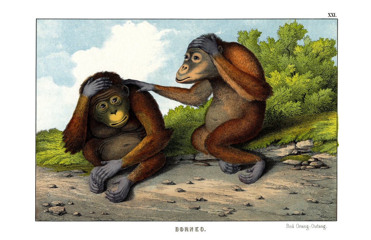 Orang-outan rouge - English School