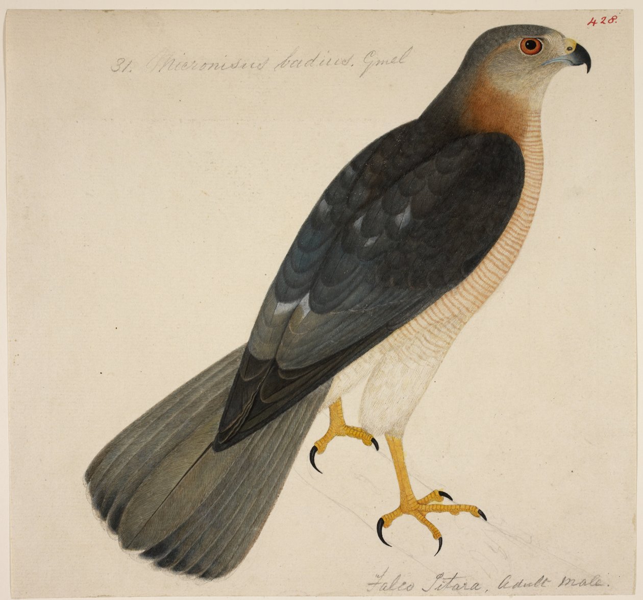 Shikra, ou 