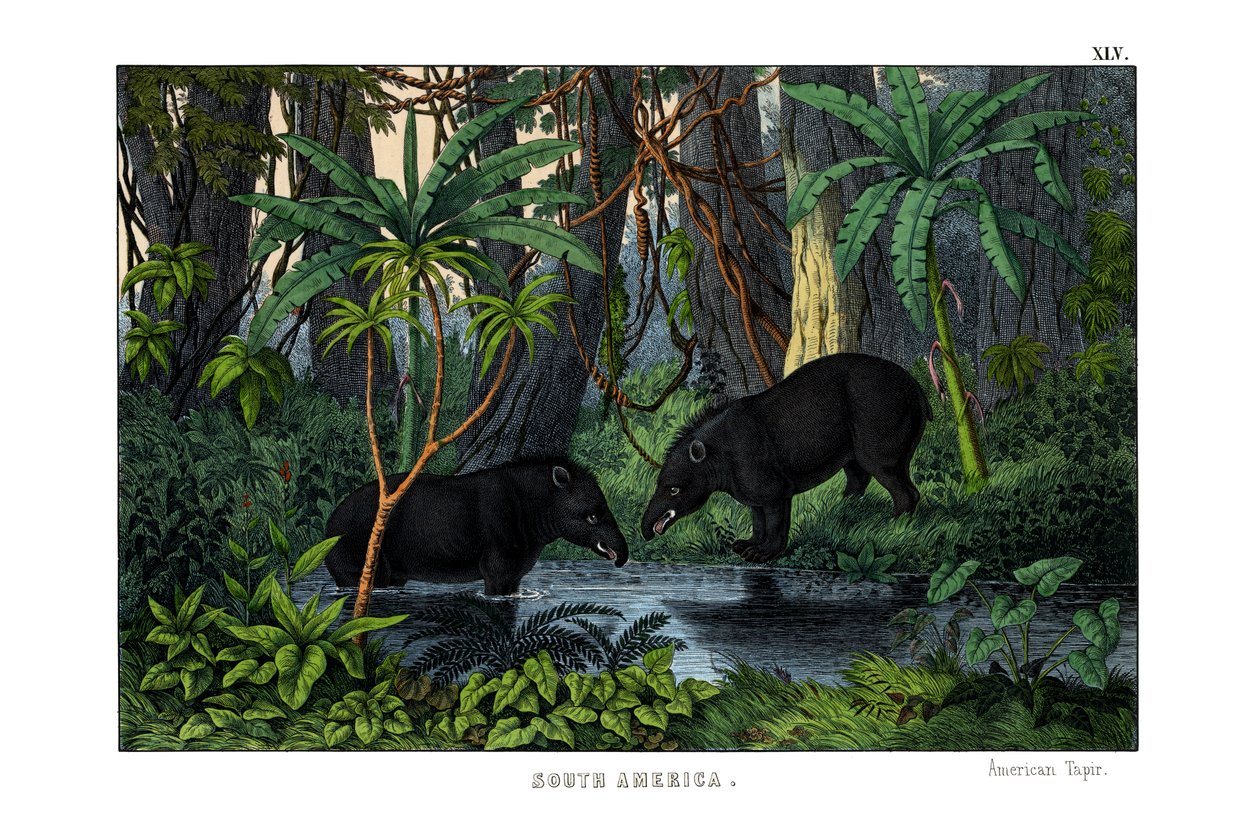 Tapir - English School