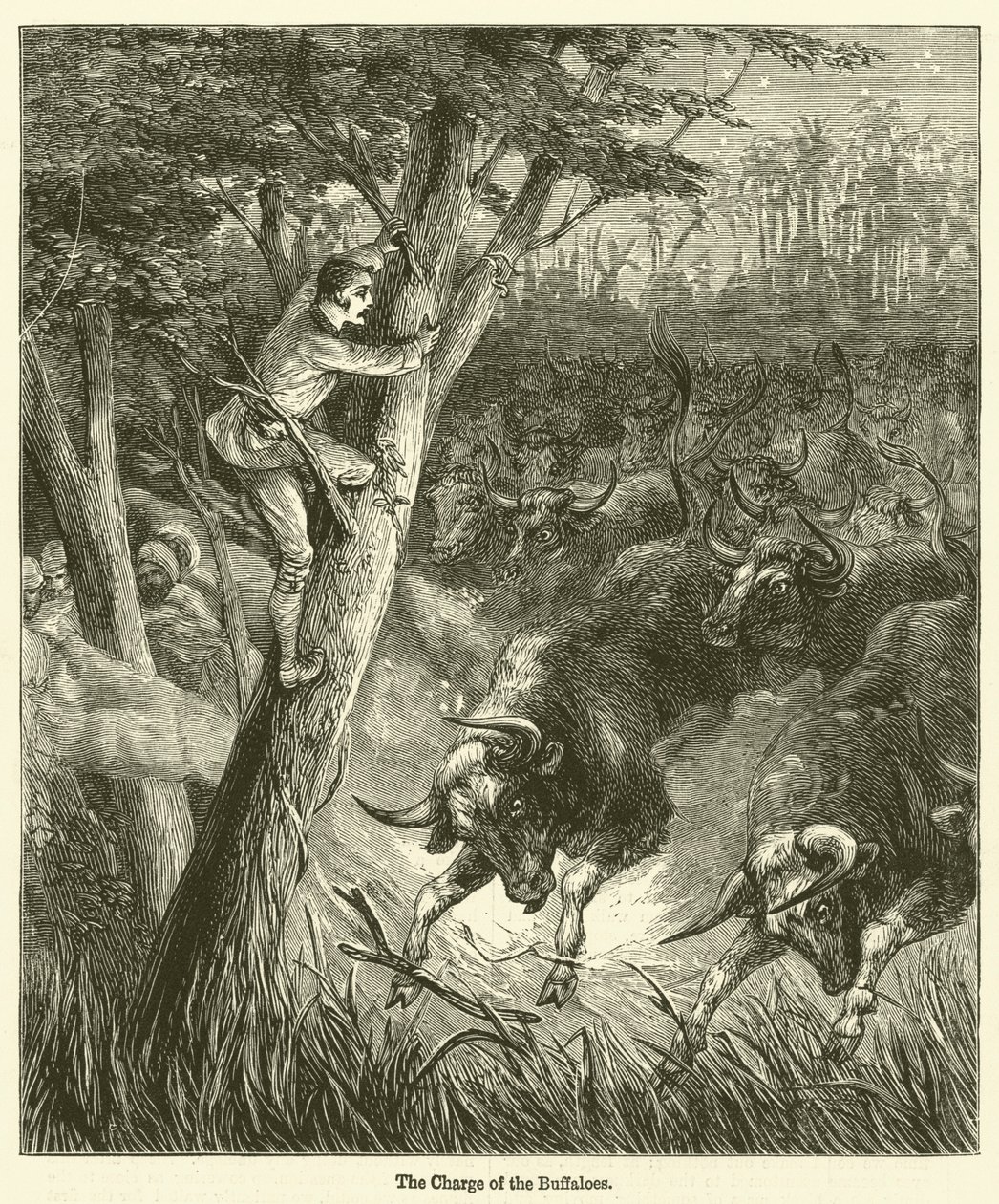 La charge des buffles (gravure) - English School