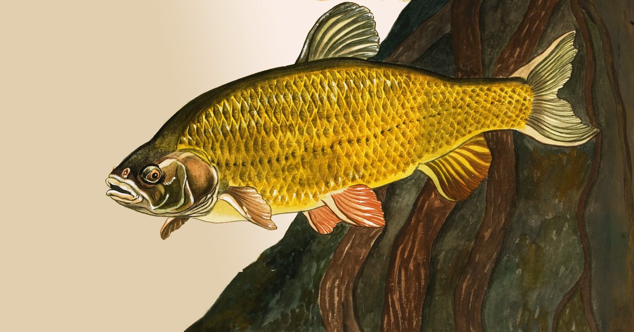 Poisson non identifié - English School