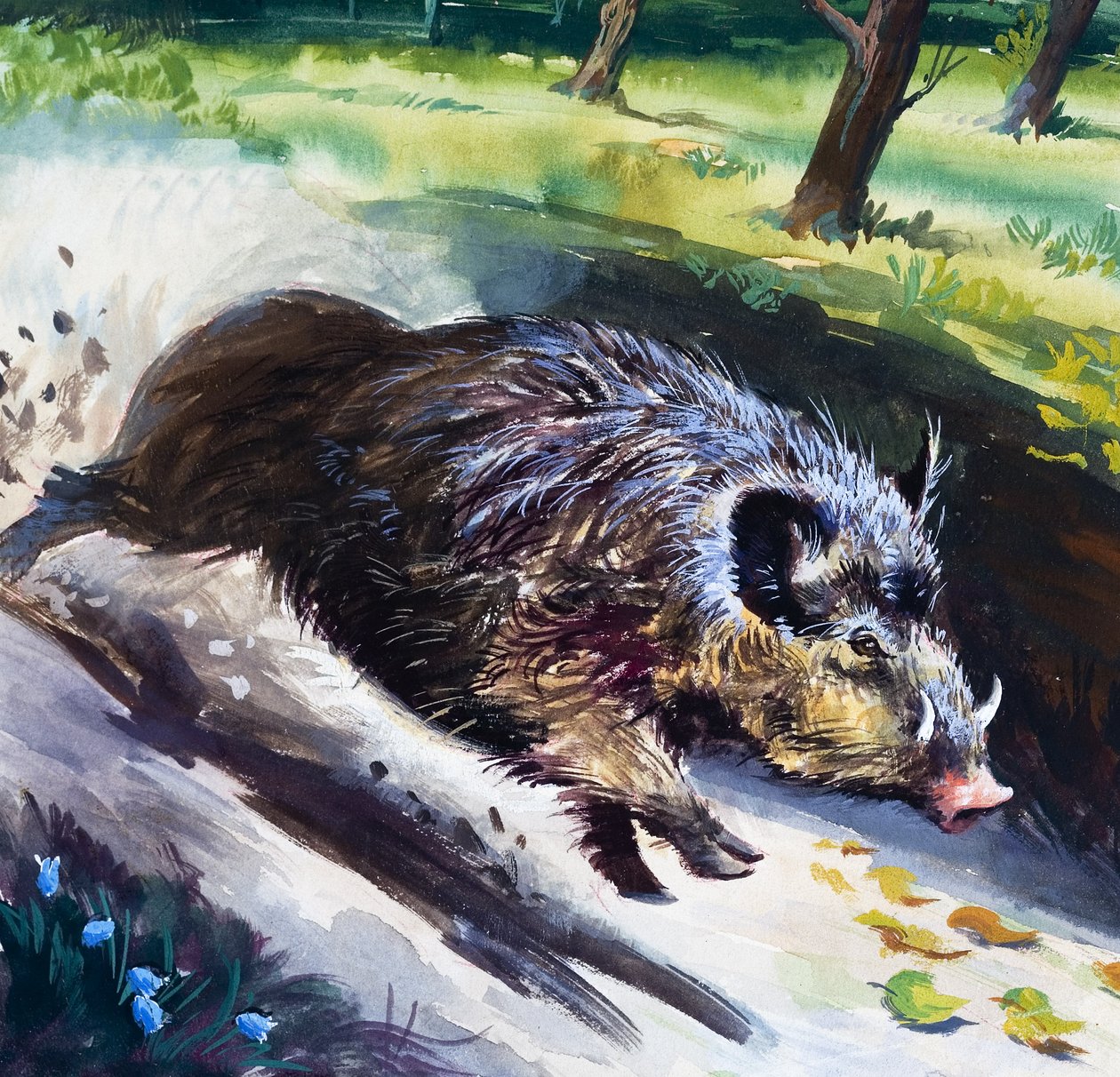 Sanglier (gouache sur papier) - English School