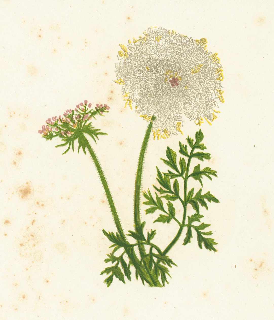 Carotte sauvage, Daucus Carota - English School