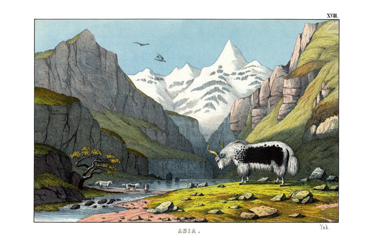 Yak - English School