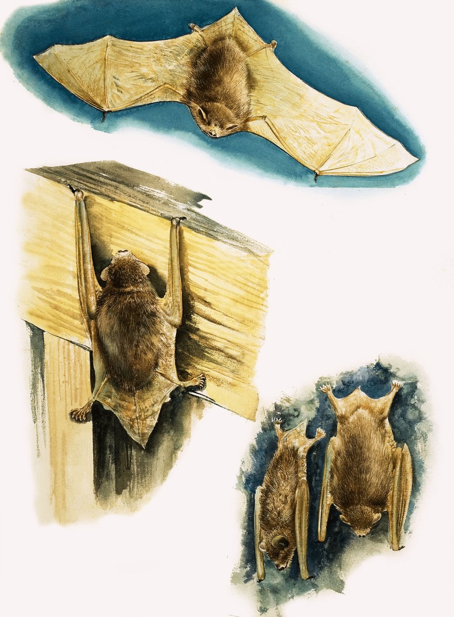 Chauves-souris - Eric Tansley