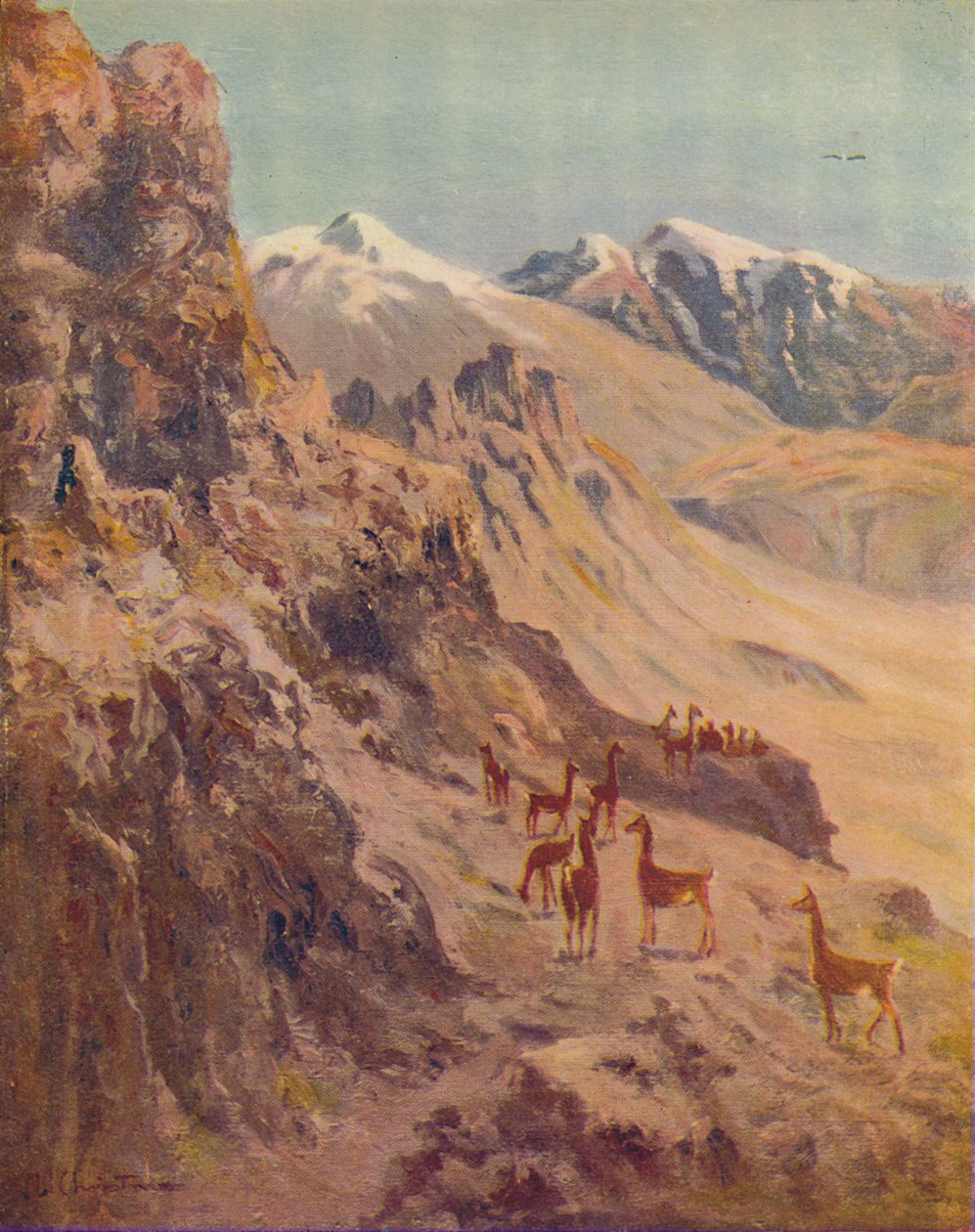 Guanaco, 1916 - Ernest William Christmas