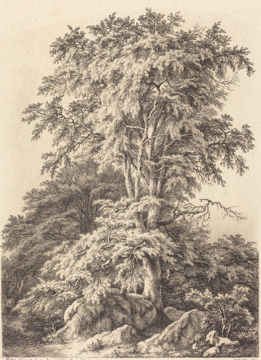 Bosquet de hêtres, 1840 - Eugene Bléry