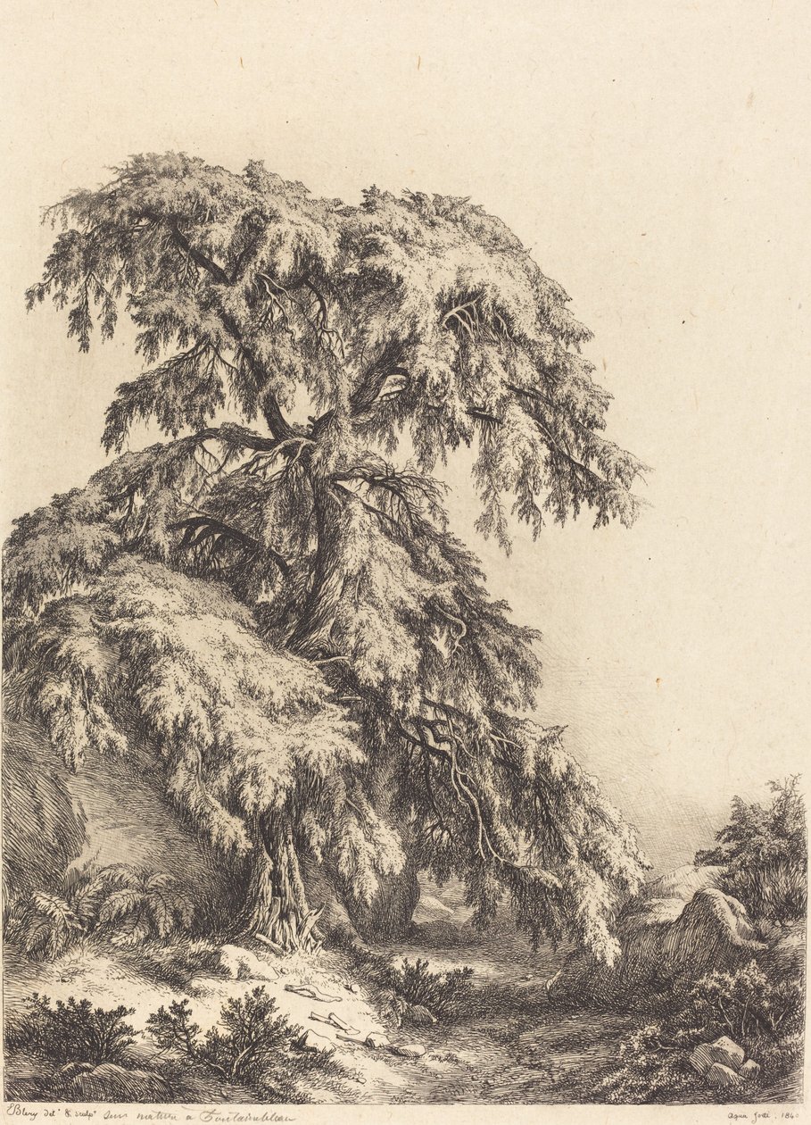 Genévrier, 1840 - Eugene Bléry