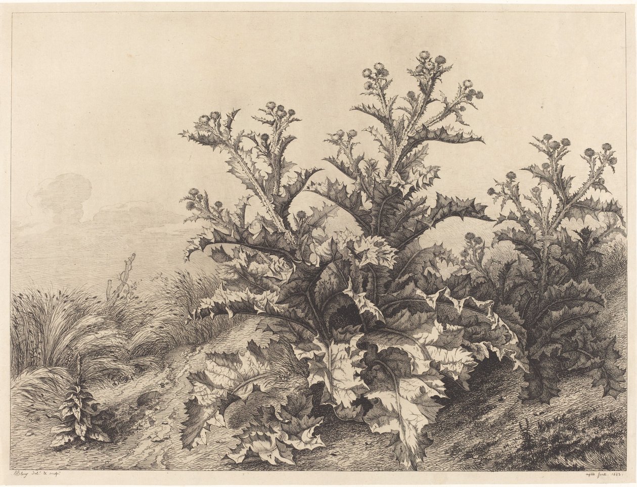 Grand chardon, 1843 - Eugene Bléry