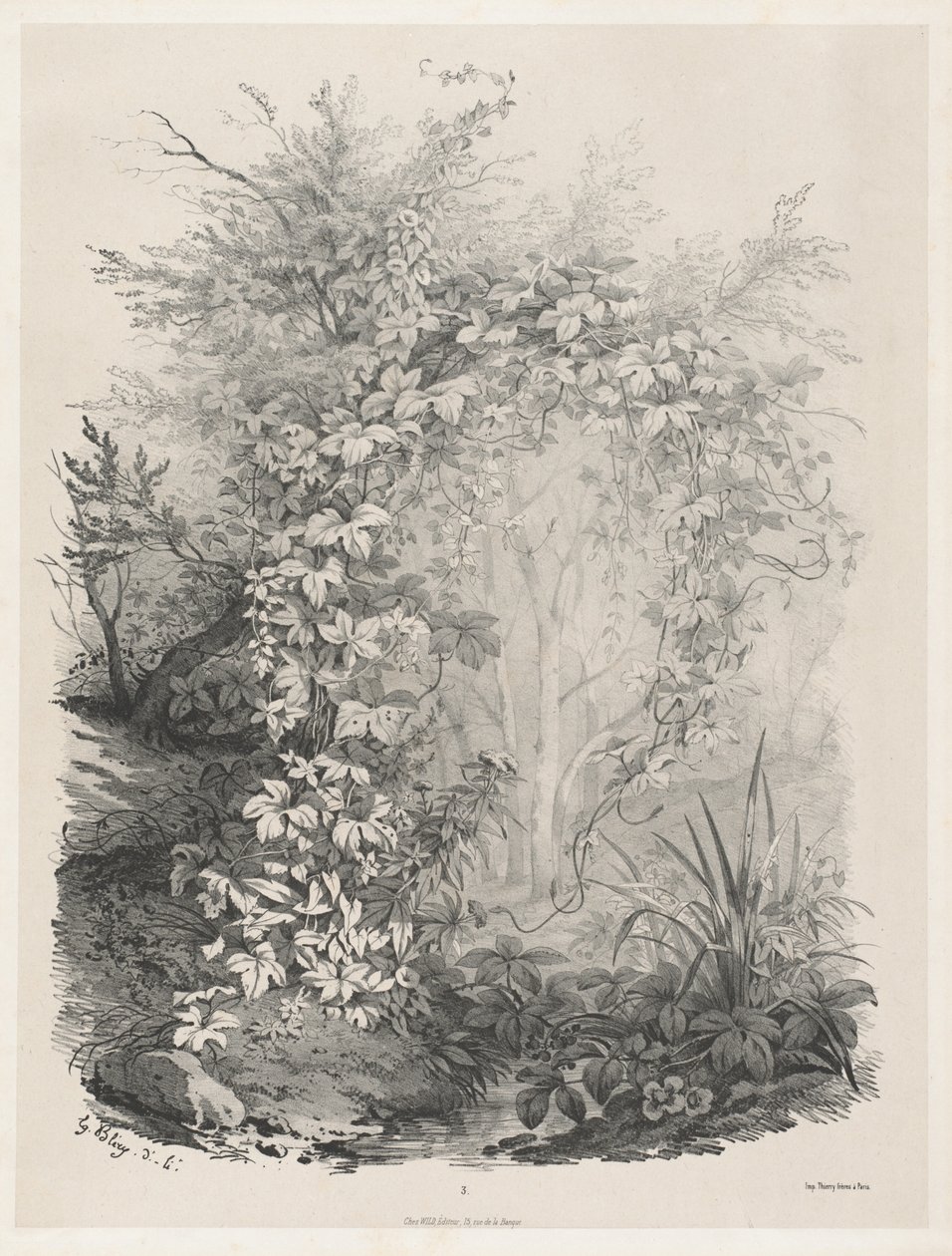 Plantes et lierres près d