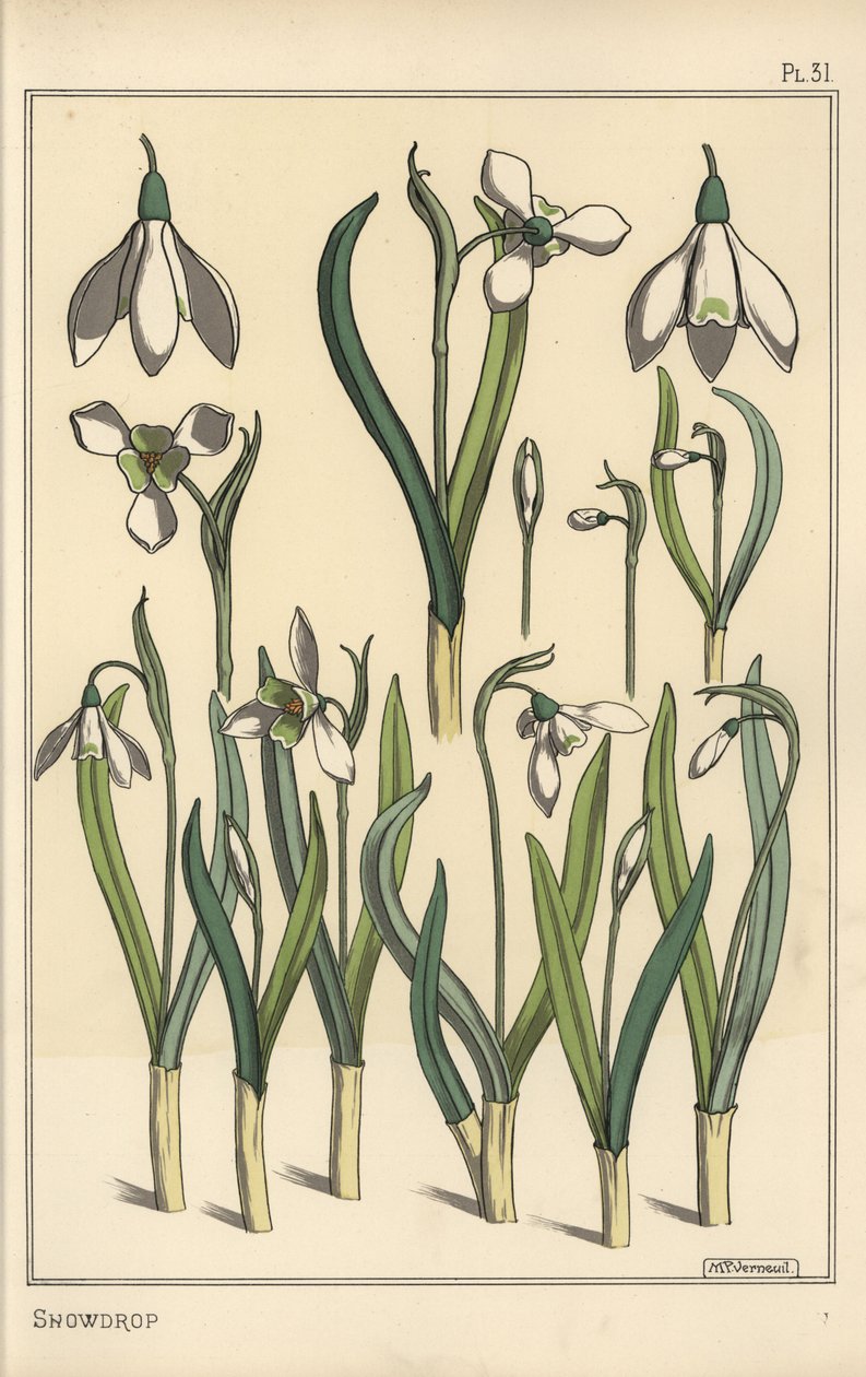 Illustration botanique d