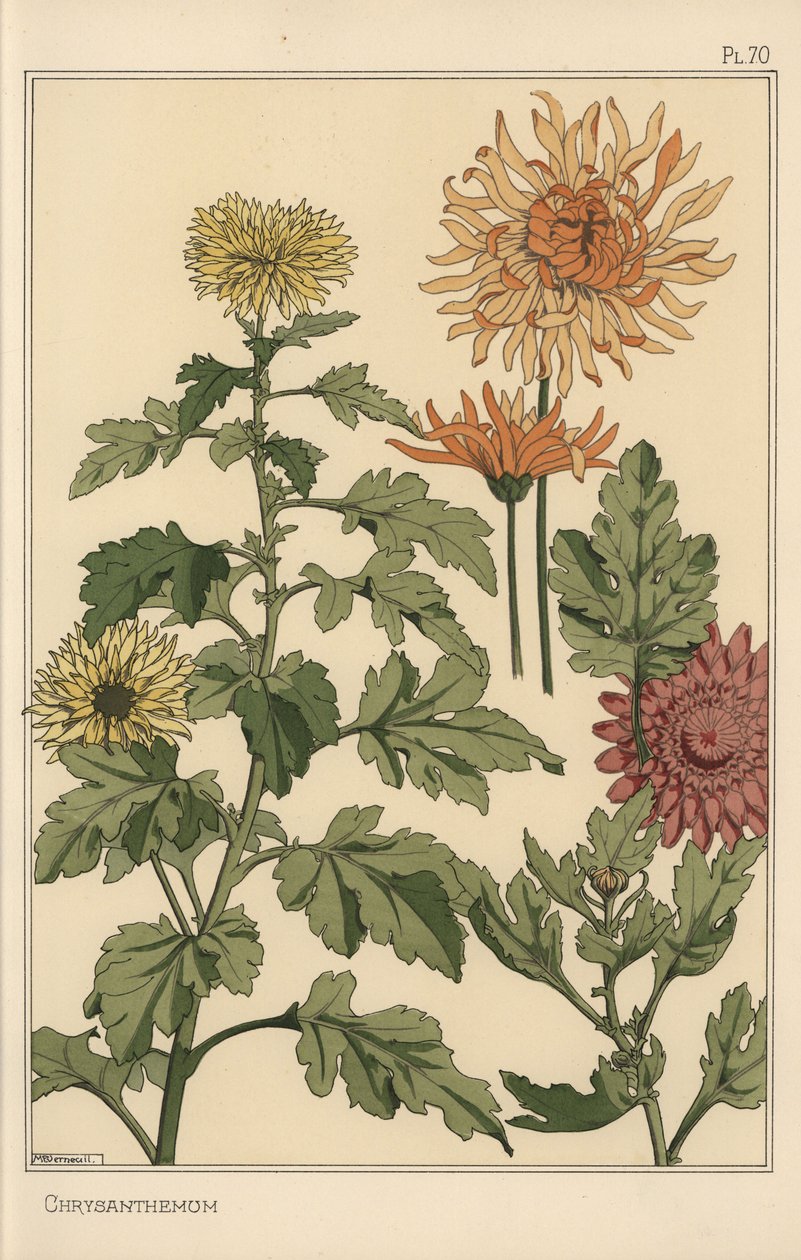 Étude botanique de chrysanthème - Eugene Grasset