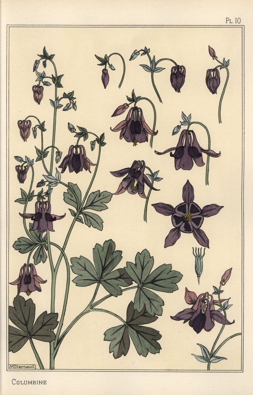 Colombine, Aquilegia vulgaris, parties de la fleur - Eugene Grasset