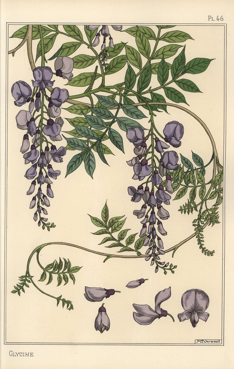 Étude botanique de glycine - Eugene Grasset