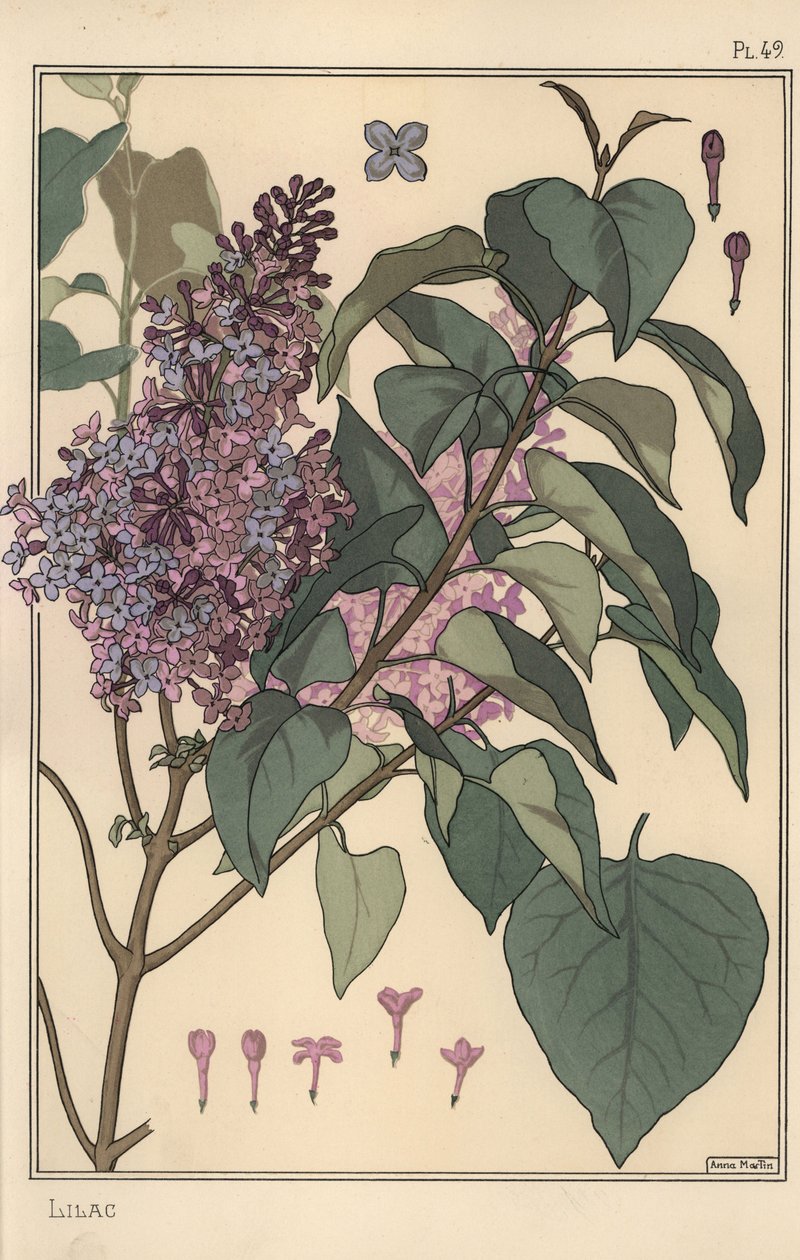 Étude botanique de lilas - Eugene Grasset
