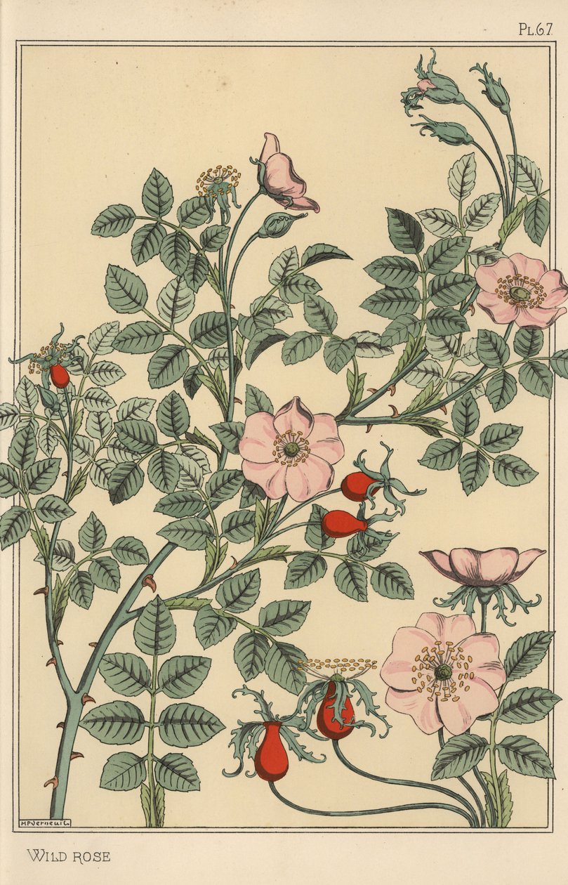 Étude botanique de rose sauvage - Eugene Grasset