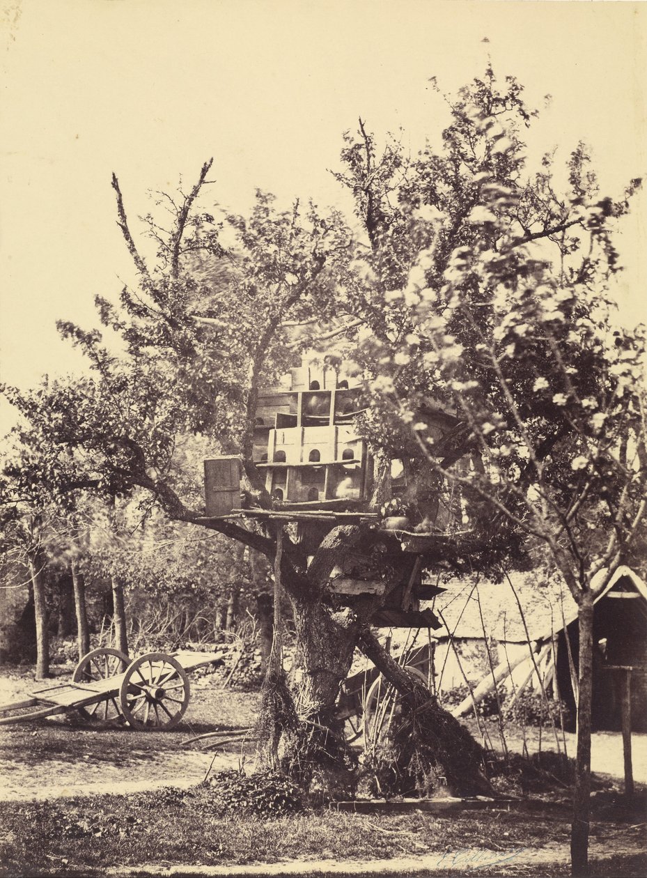 Pigeonnier dans un arbre - Eugène Colliau